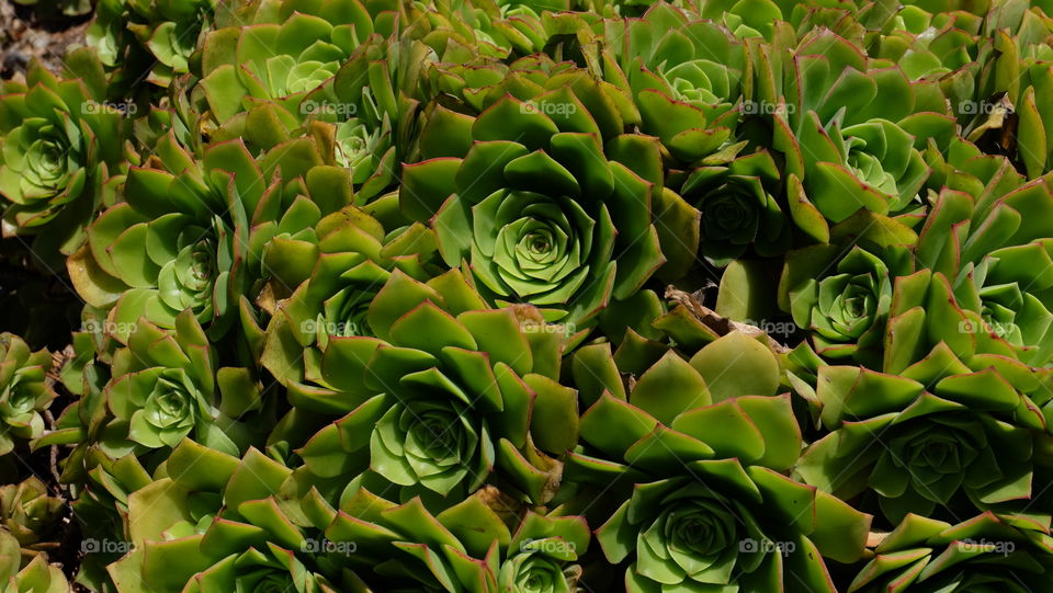 Aeonium rosettes