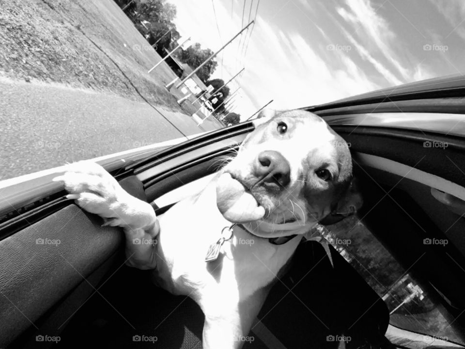 When he REFUSES to get out of the car and sticks his tongue out at me, in black and white.