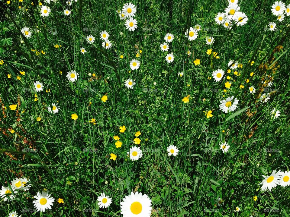 Daisy flowers growing on field