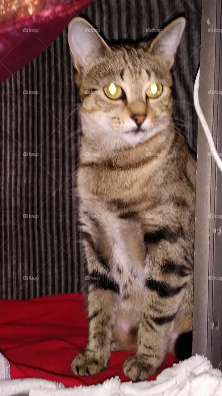 Carolina in her window Box