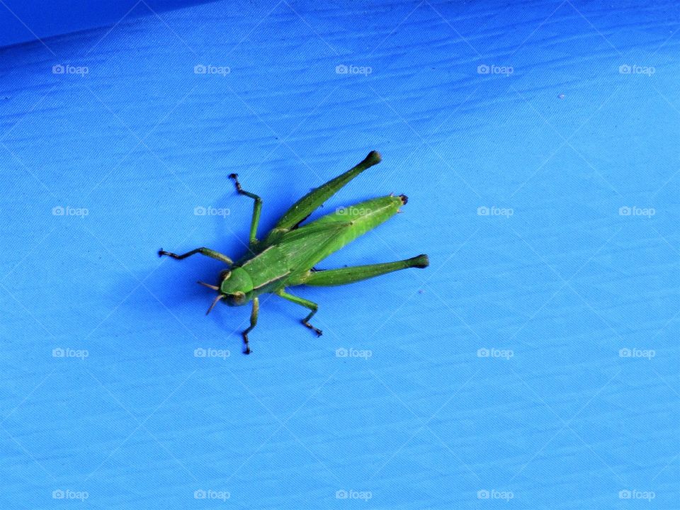 grasshopper