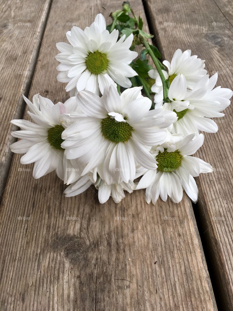 White daisy bouquet 