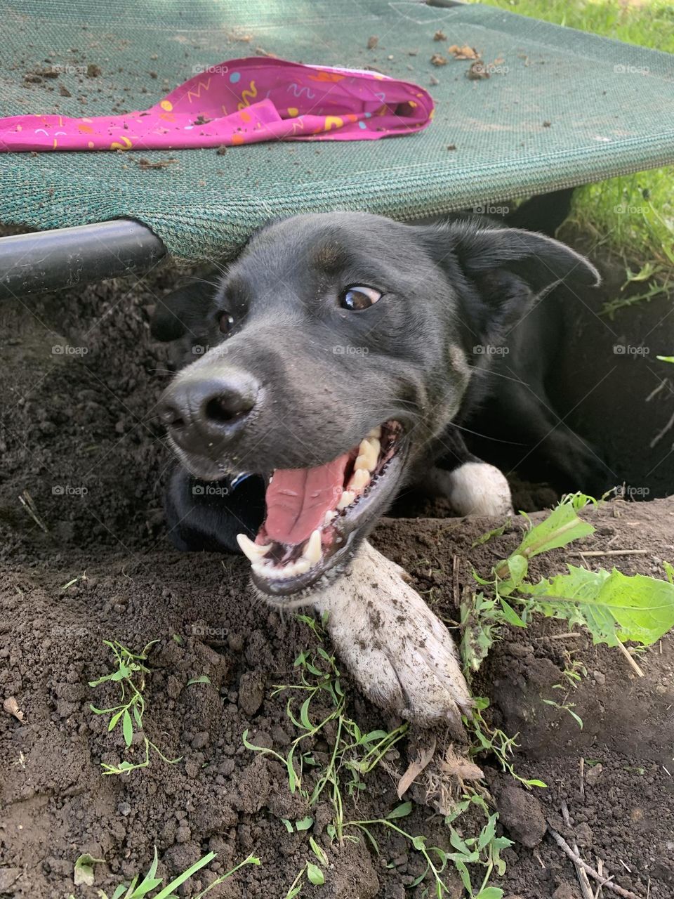 Young puppy having fun in the mud 