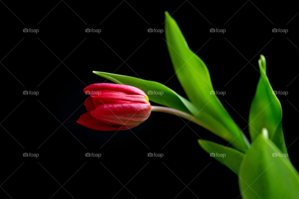 Red tulip portrait on black background