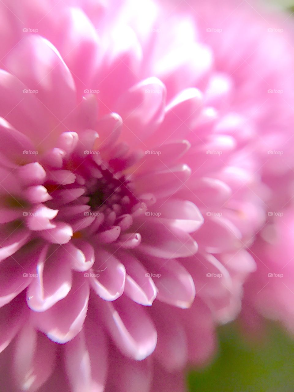 Pink Flower Texture
