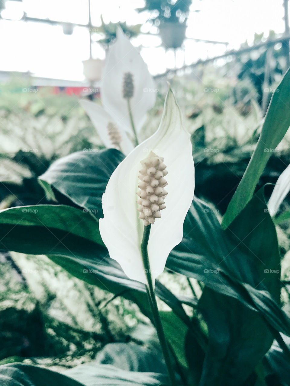 Pure beautiful, white flowers, flowers in the garden 