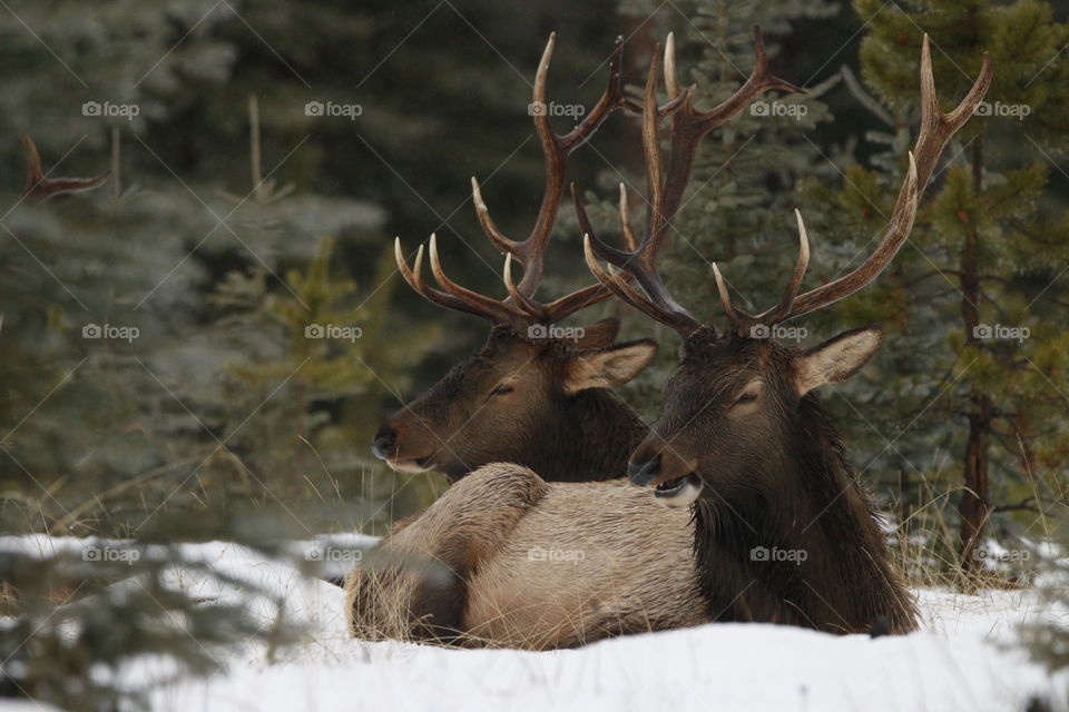 Two elk 