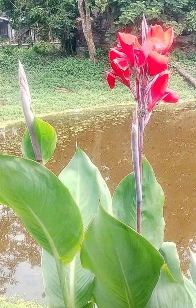 most beautiful and attractive flowers.