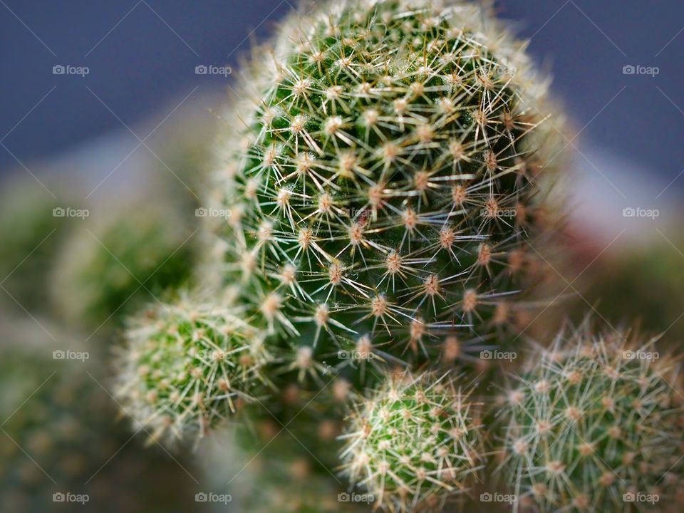 Cactus 