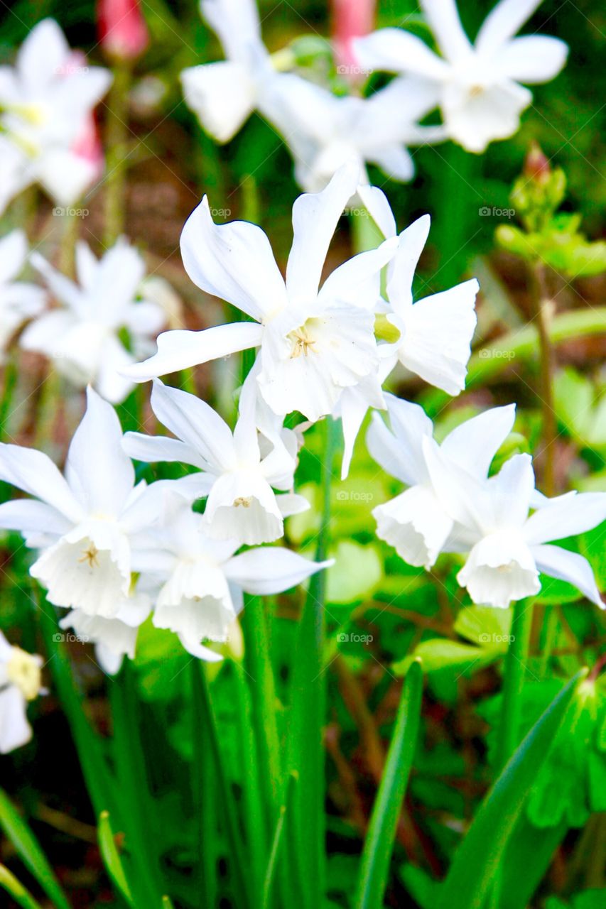 Flowers in Detail, daffodils 