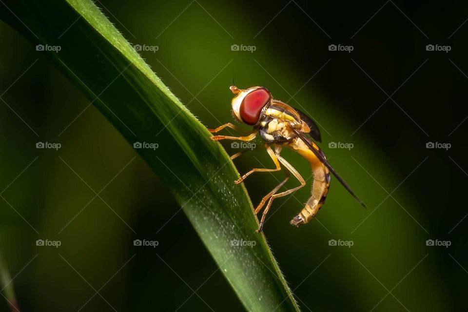 A beautiful tiny calligrapher is a wonderful harmless pollinator. 