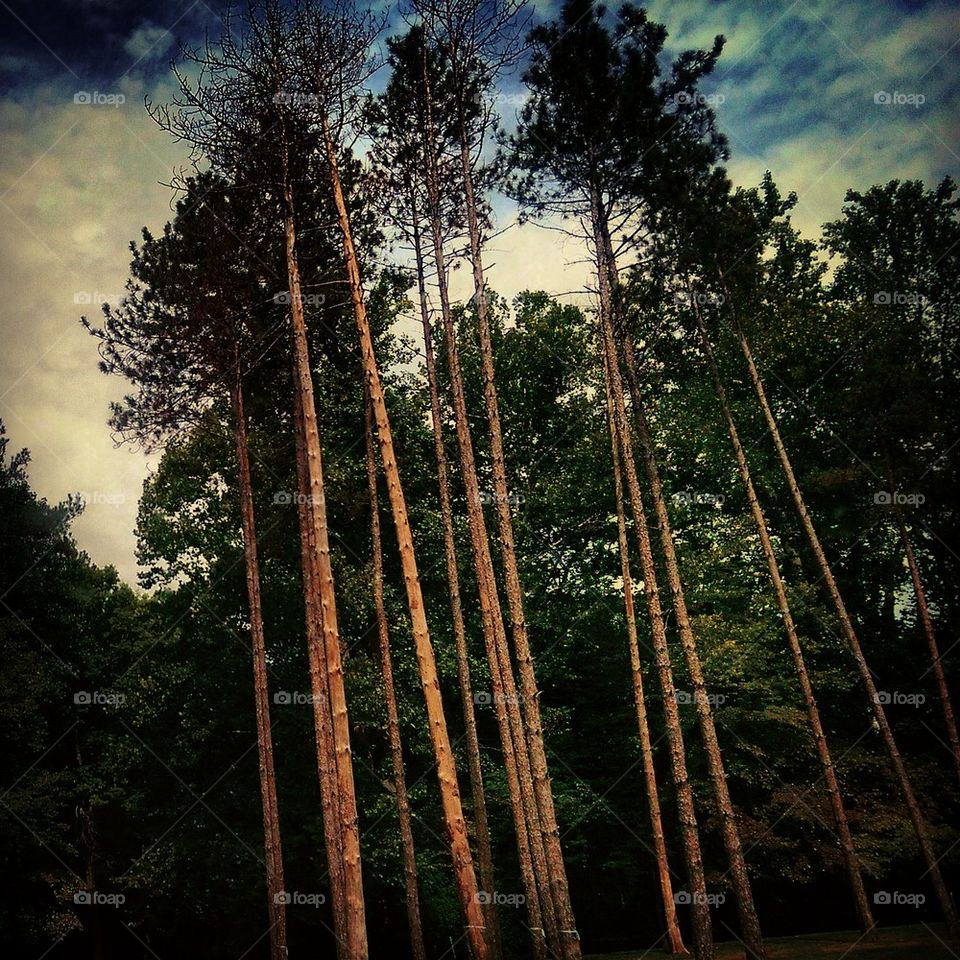 Tall Trees 