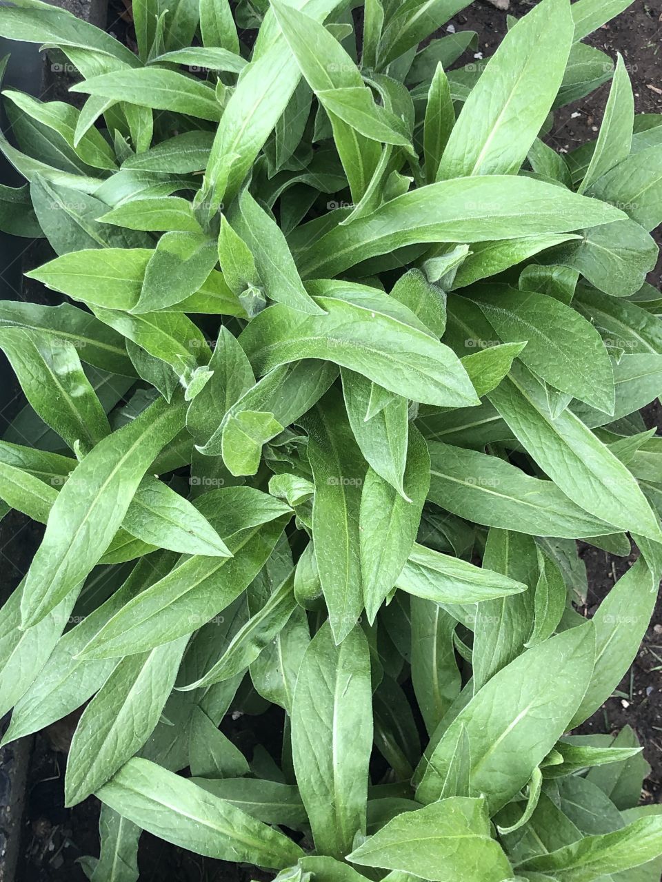 Spring flowers growing in backyard garden