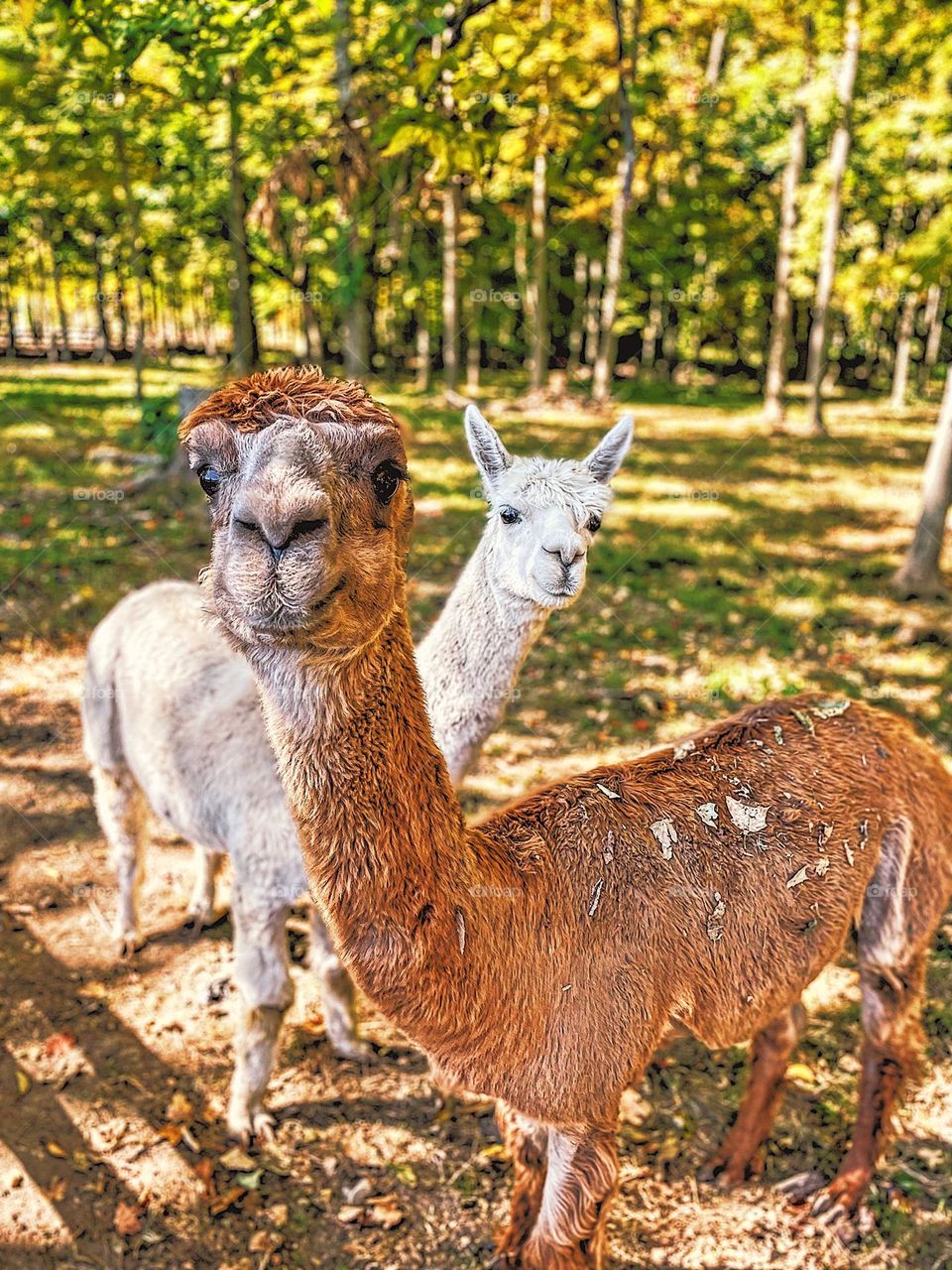 Llamas and alpacas on a farm, llamas looking at you, curious farm animals, farms in Ohio, animals in the countryside, alpacas looking at you, cute poses from farm animals