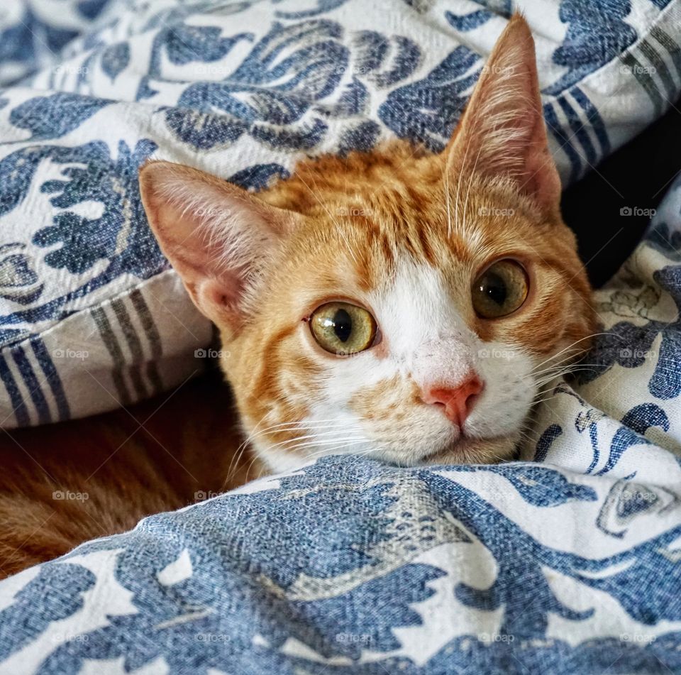 Little kitten peeping out from under some cushions on the settee 