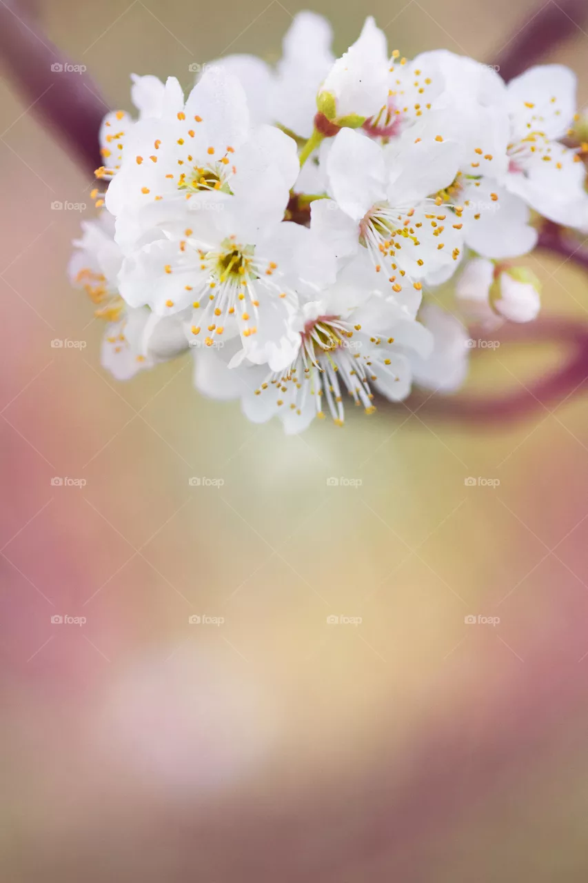 white flowers
