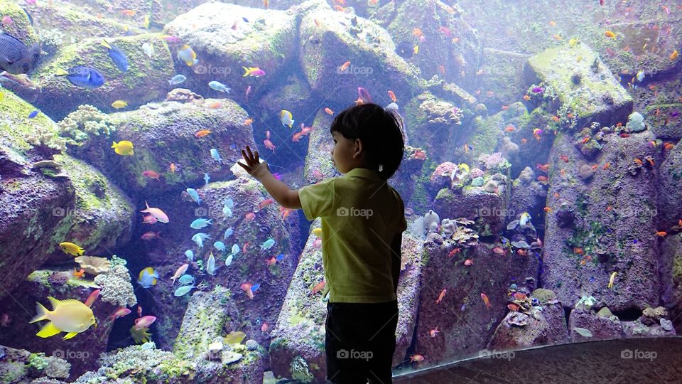 Dubai Atlantis the Palm Lost Chambers Aquarium