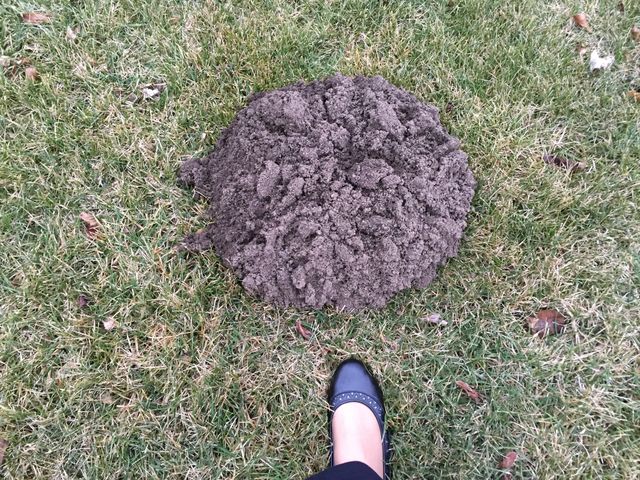 Honey, we have a mole!!!!!