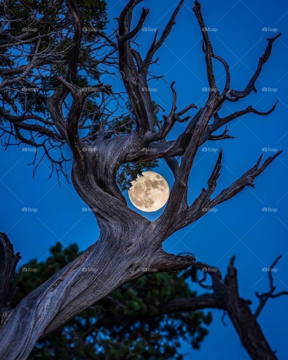 moon shining through a tree