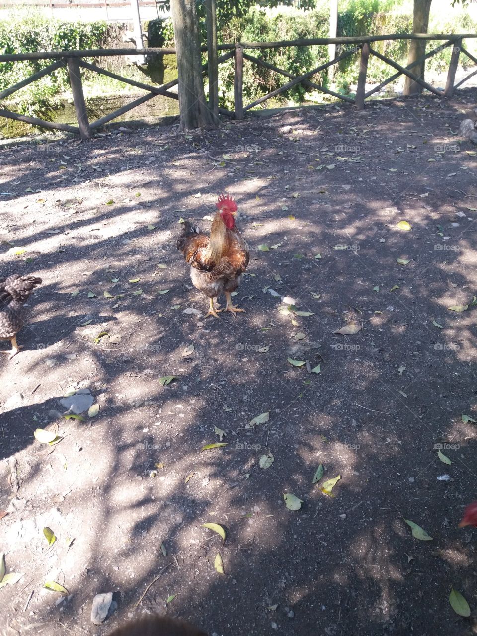 I know my chickens