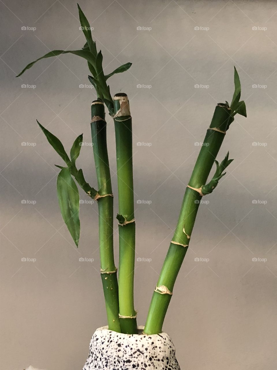 Bamboo 