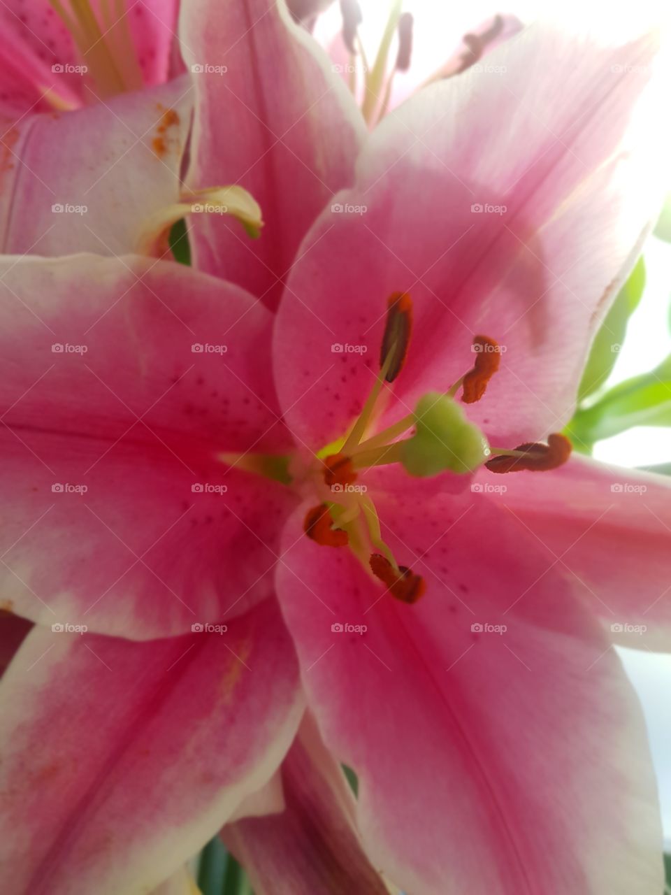 flower closeup