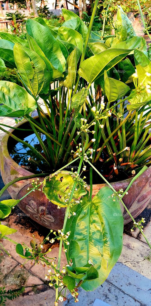 decorative plants