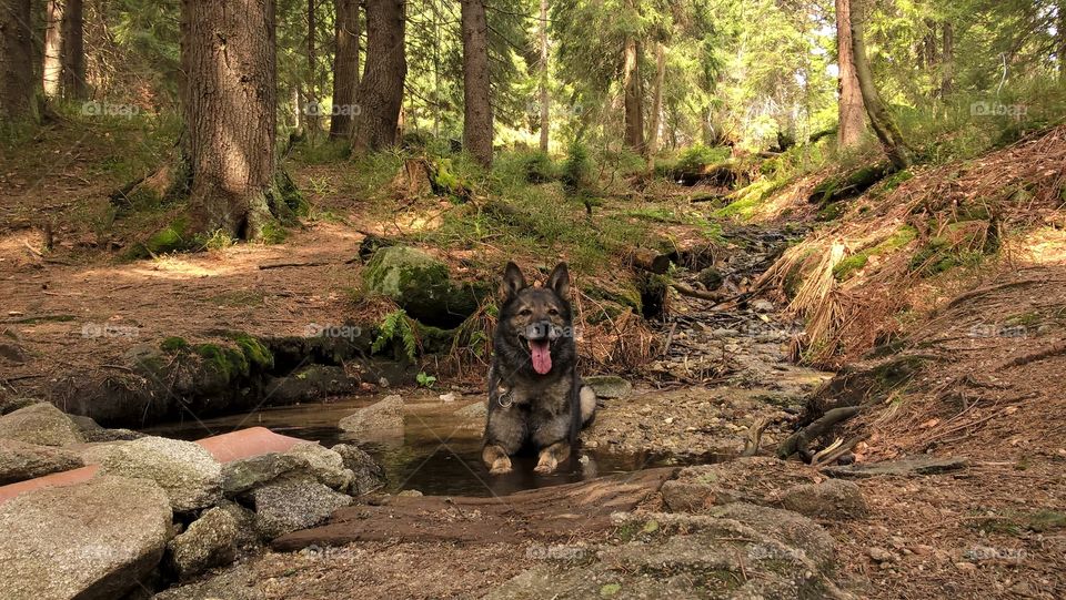 German Shepherd dog in the brook on the walk in nature. Slovakia