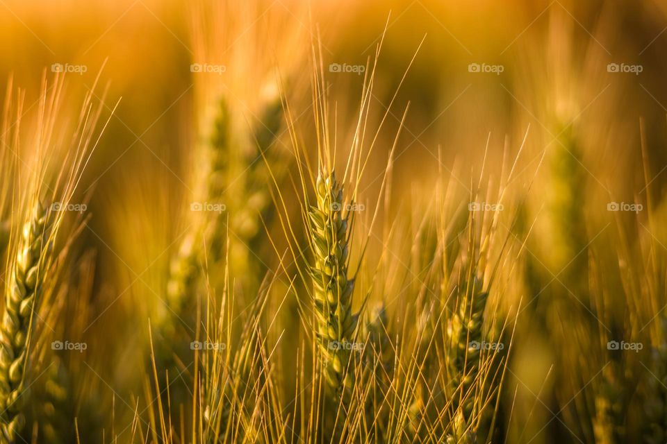 Golden field of wheat