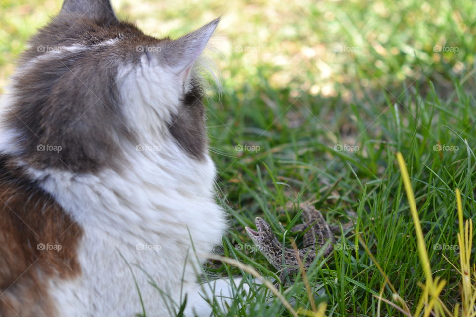 the cat and the lizard