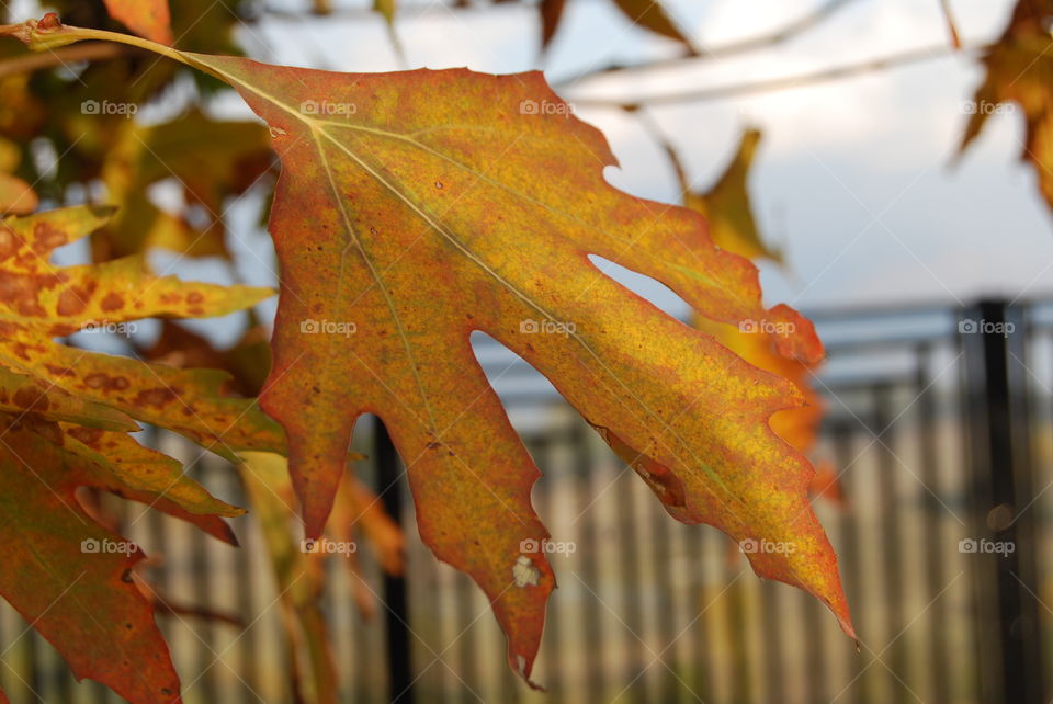 Chinar leave