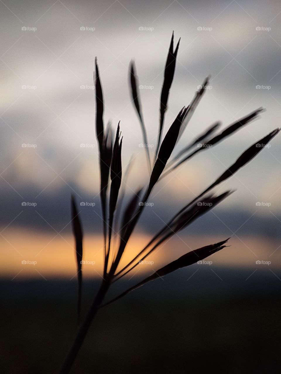 EVENING VIEW OF PLANT