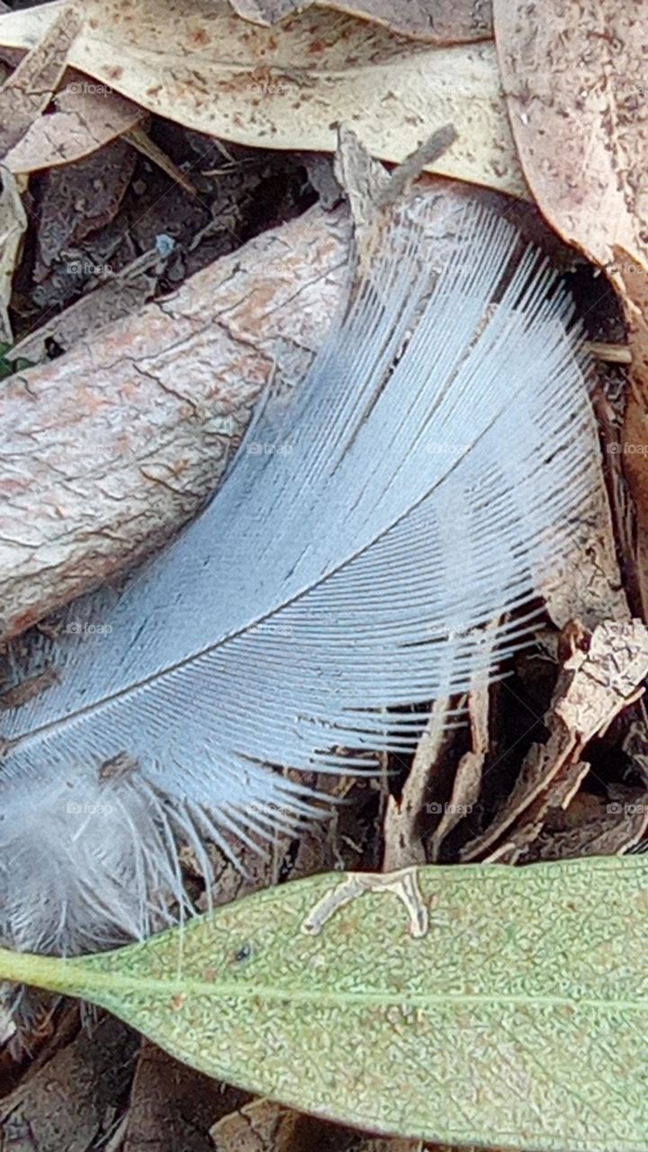 feather on the ground - pluma en el piso