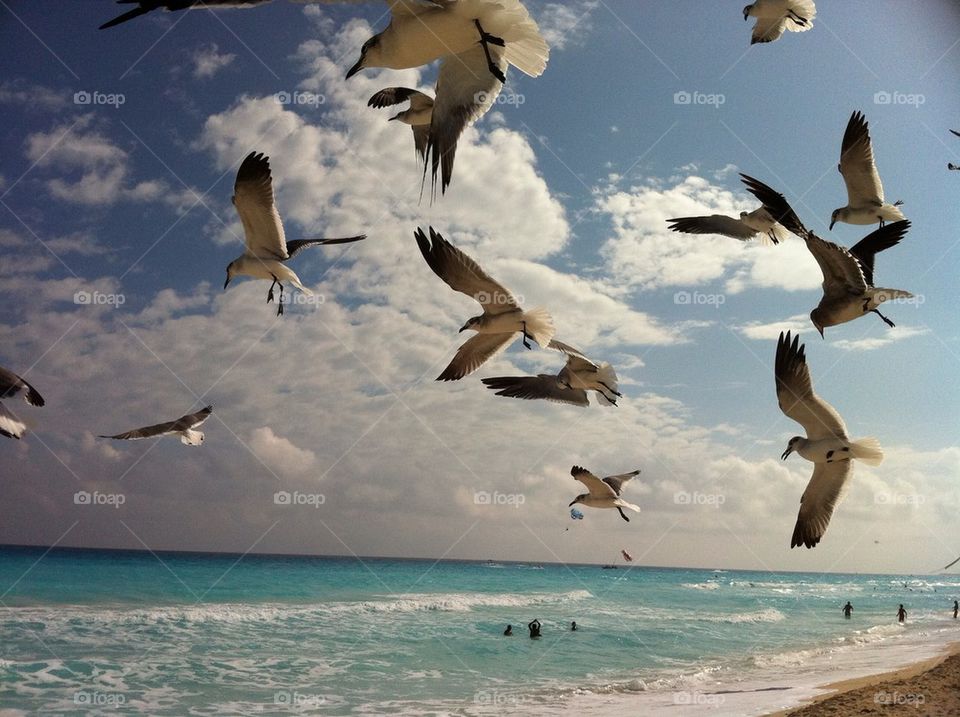 Mexican Seagulls
