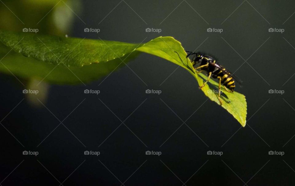 yellow jacket wasp on leaf