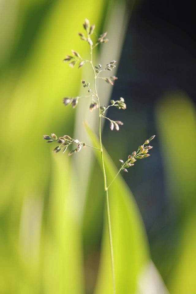 Grass straw