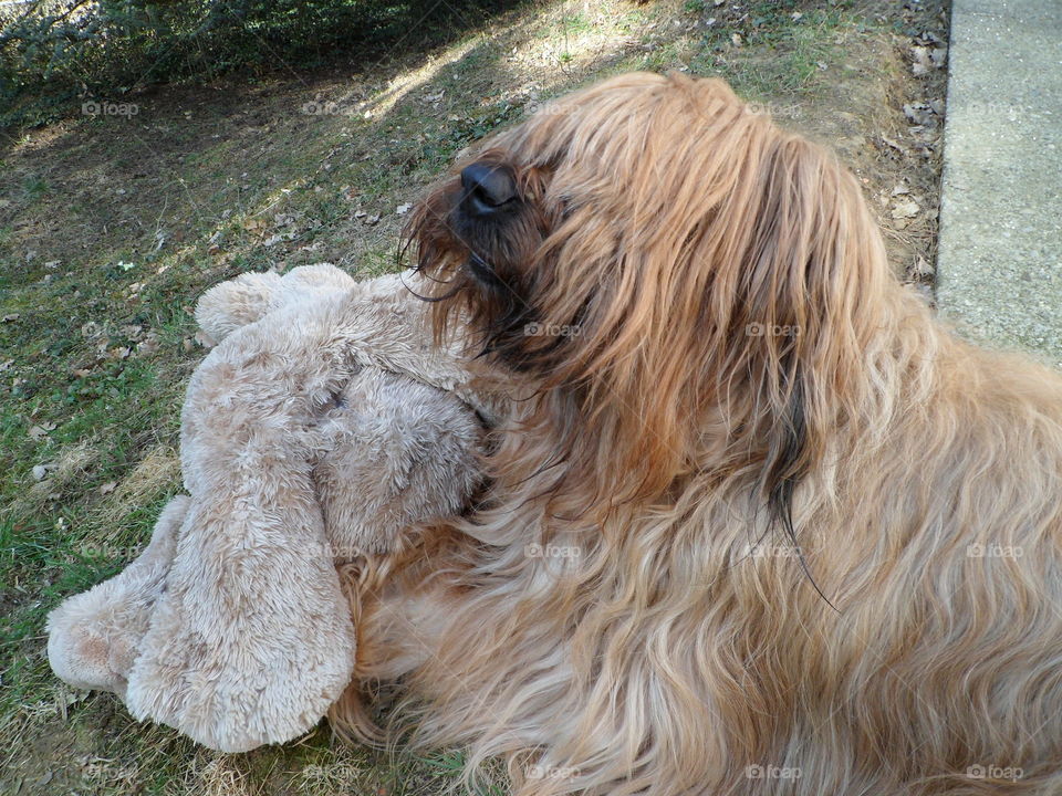 Dog briard and it teddy bear Cannelle