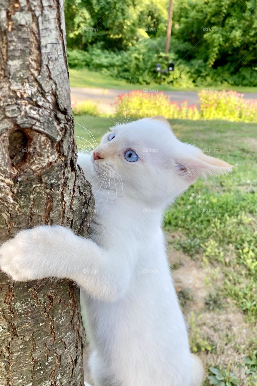 Furry friends, white kitten with blue eyes with a funny look on its face while holding onto a tree