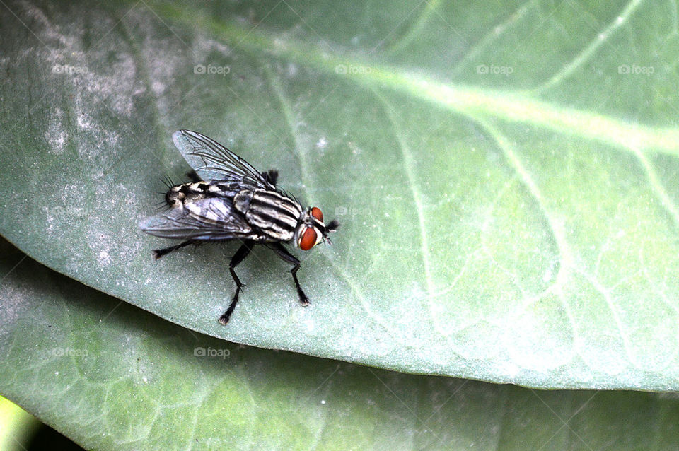 fly on green leaves