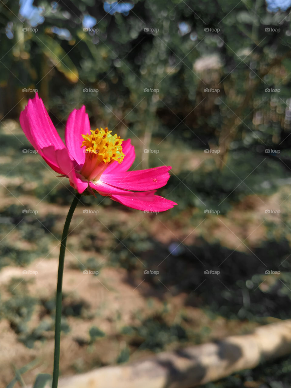 Flower Pink Sun