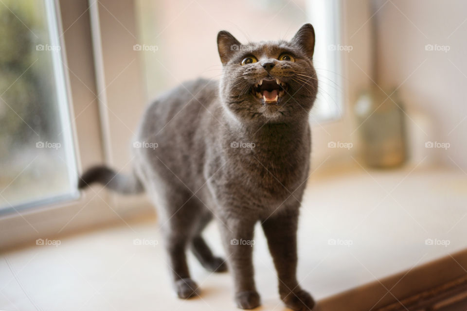 cat, meo, pet, hello, smile, joy, happy