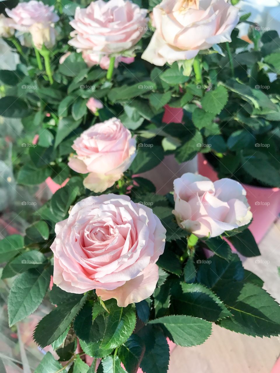 Spring roses 