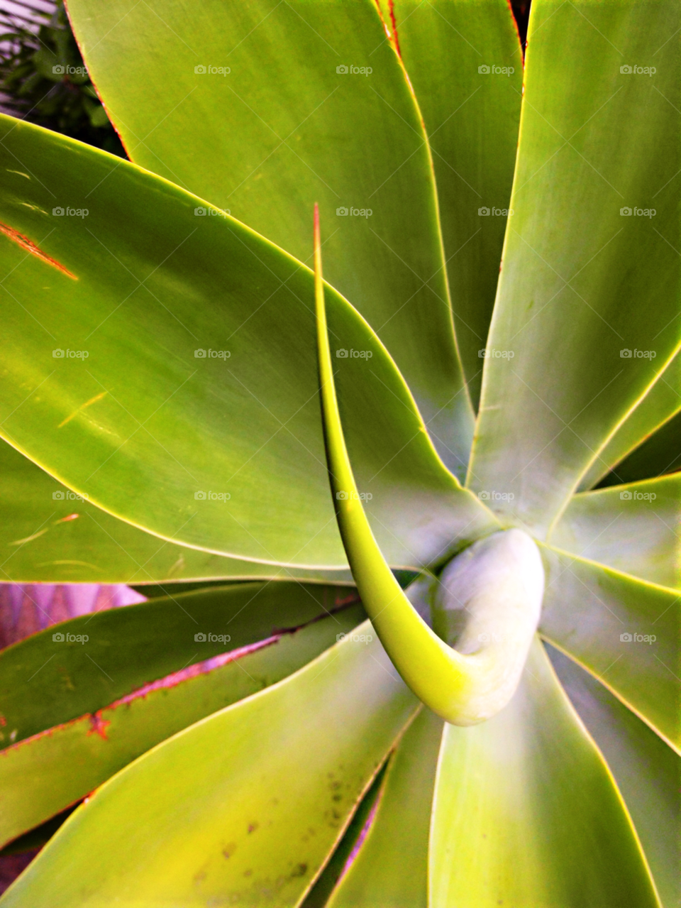 green plant tropic detail by rgomezphoto