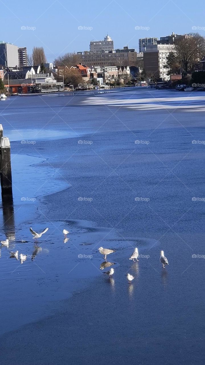 Seagulls playing on the frozen Rhine