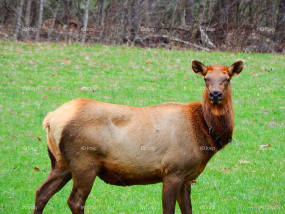 Smoky Mountain Elk. 