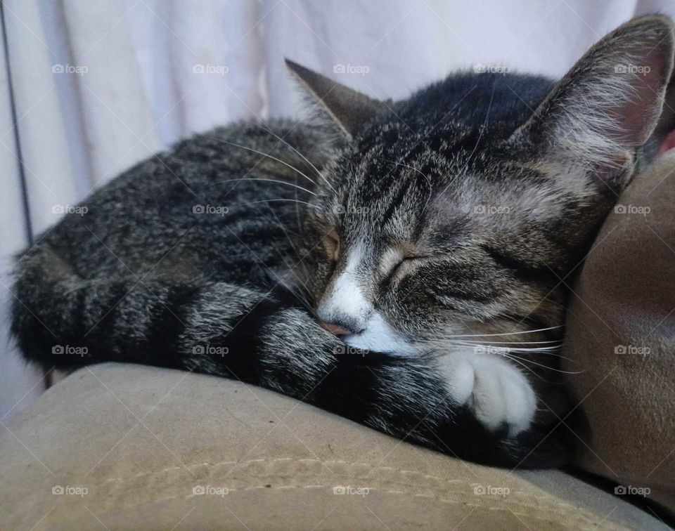 Tired after eating ,this sweetheart is having a snooze on the back of the couch :)