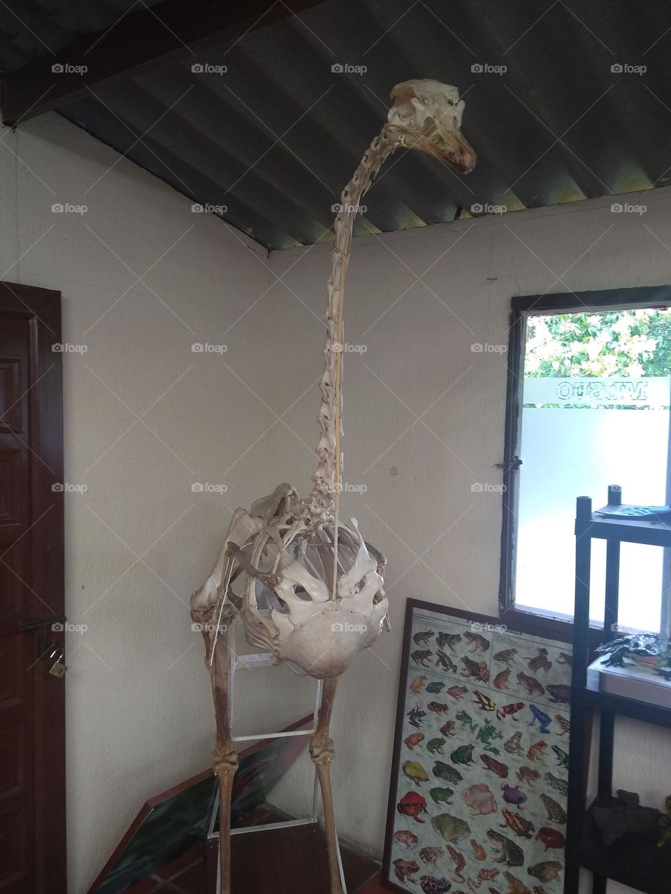 Ostrich