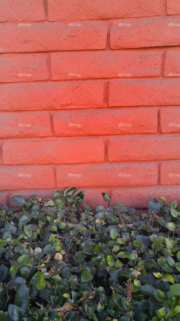 Bush in front of a brick wall.
