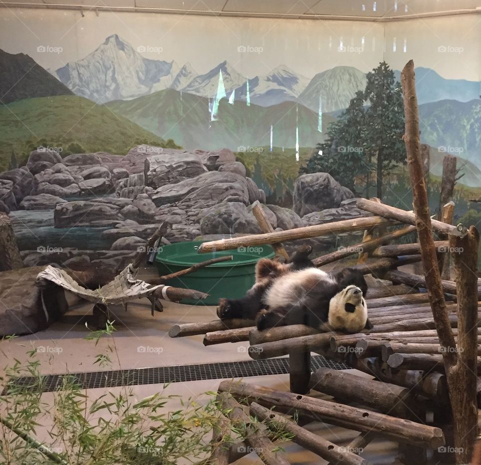 lazy panda