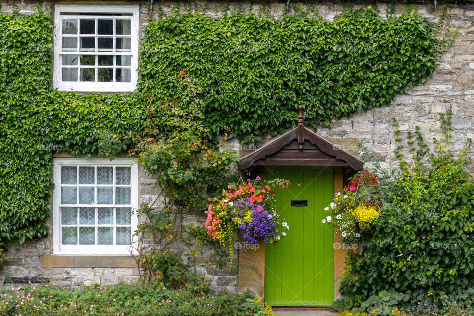 Plants growing on house wall